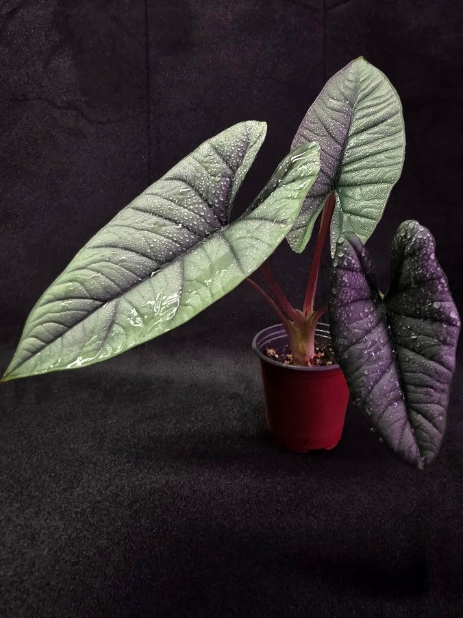 Alocasia Bisma 