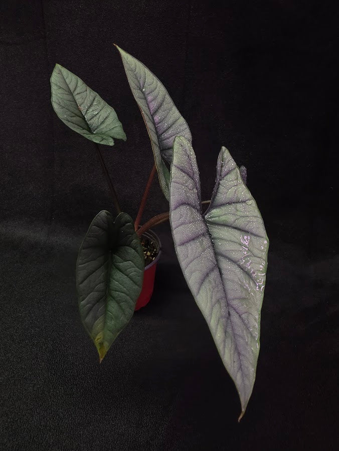 Alocasia Bisma 