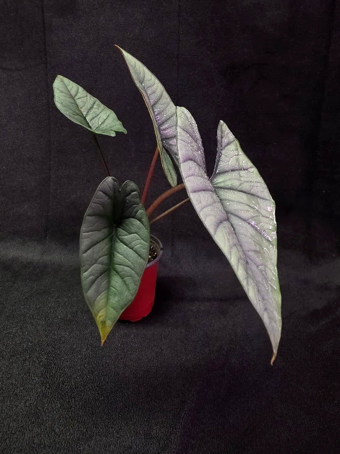 Alocasia Bisma 