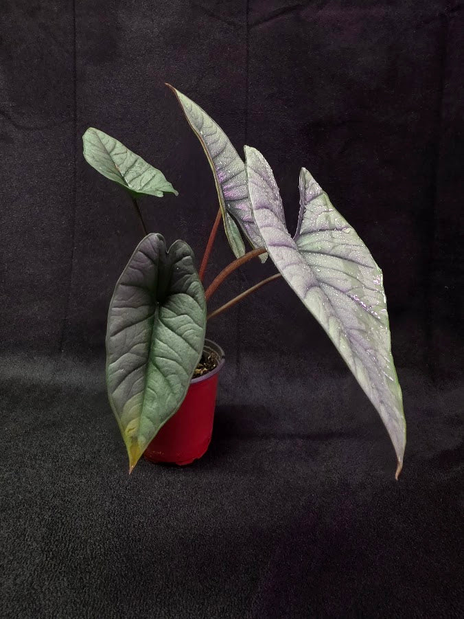Alocasia Bisma 