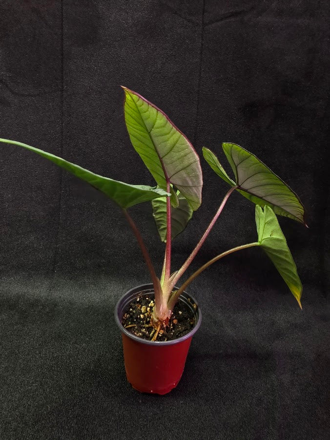 Alocasia Bisma 