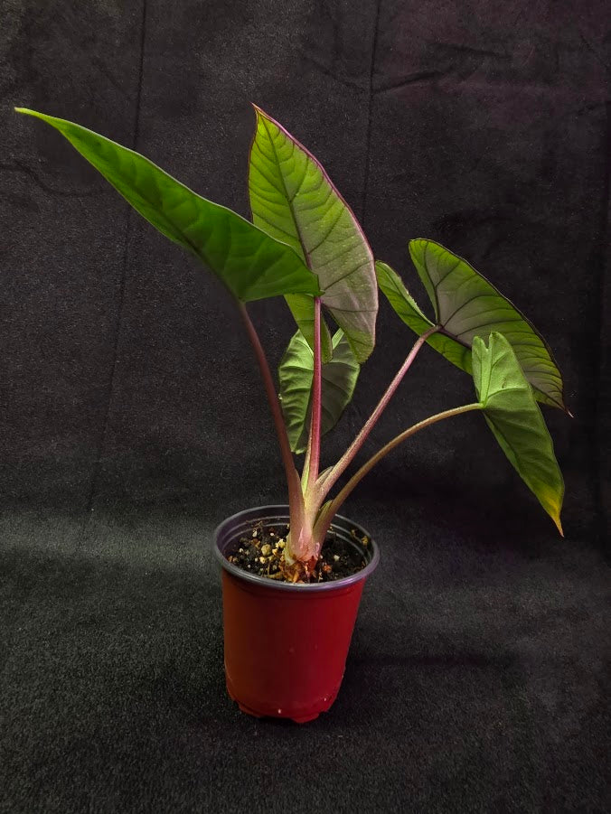 Alocasia Bisma 
