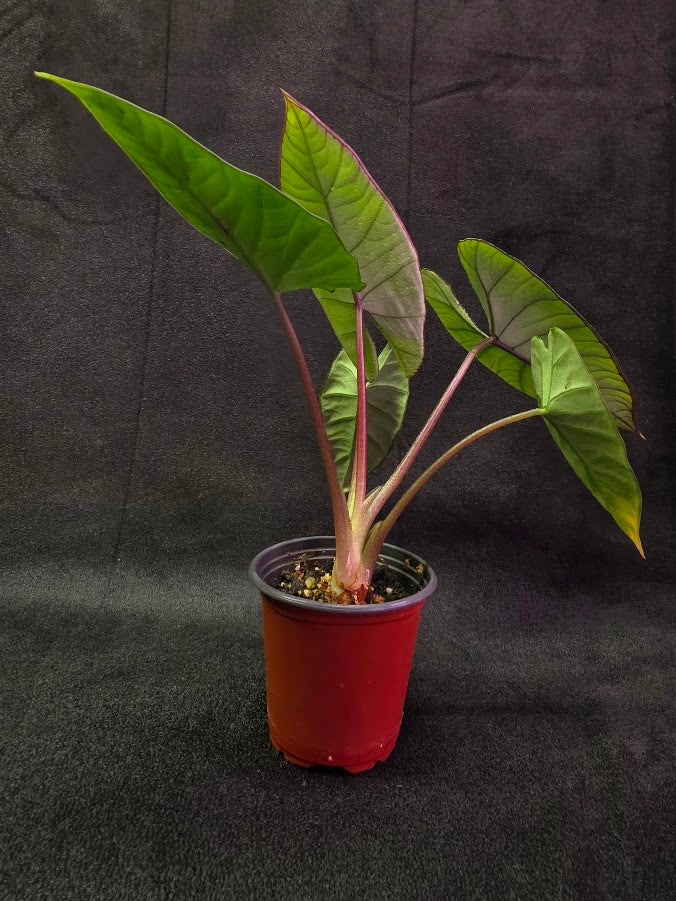 Alocasia Bisma 
