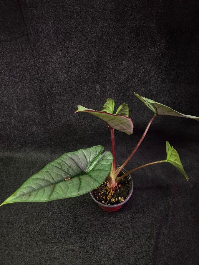 Alocasia Bisma 