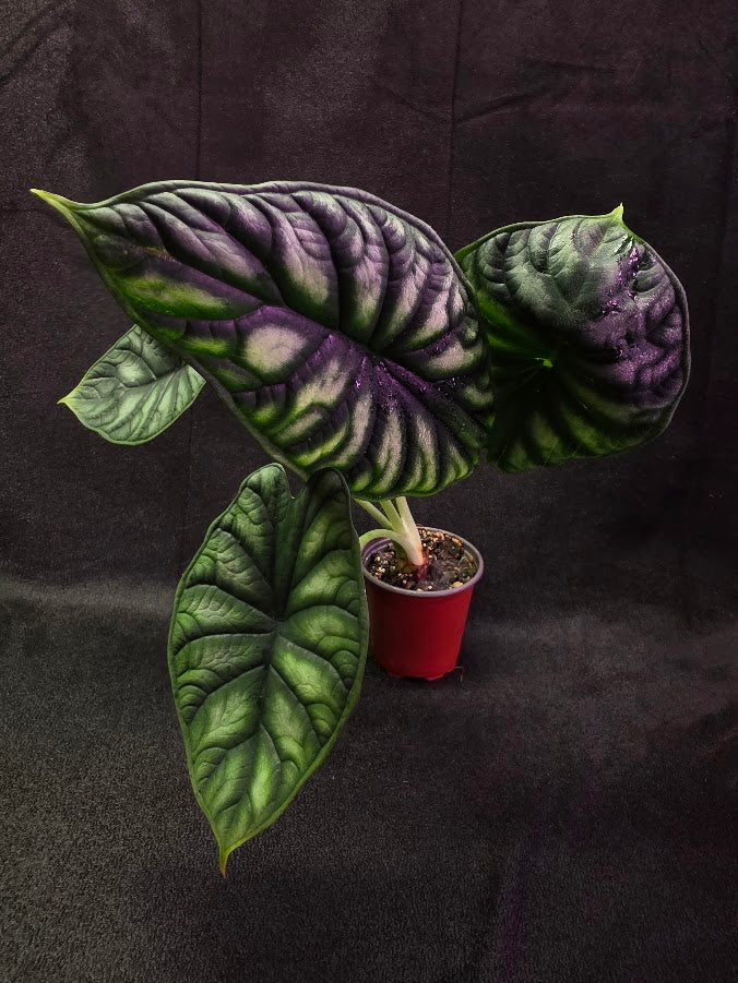 Alocasia Green Dragon 