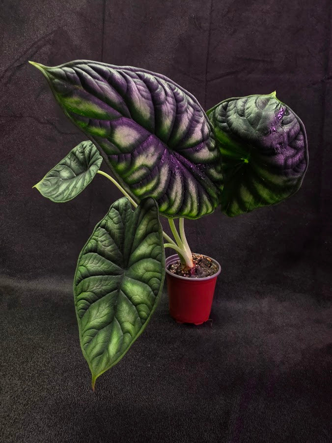 Alocasia Green Dragon 