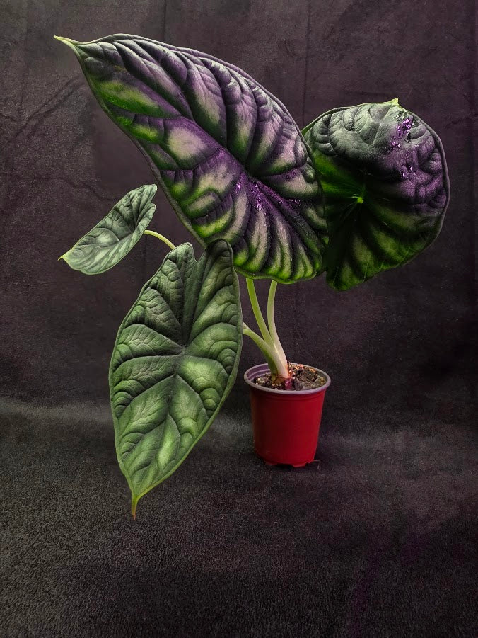 Alocasia Green Dragon 