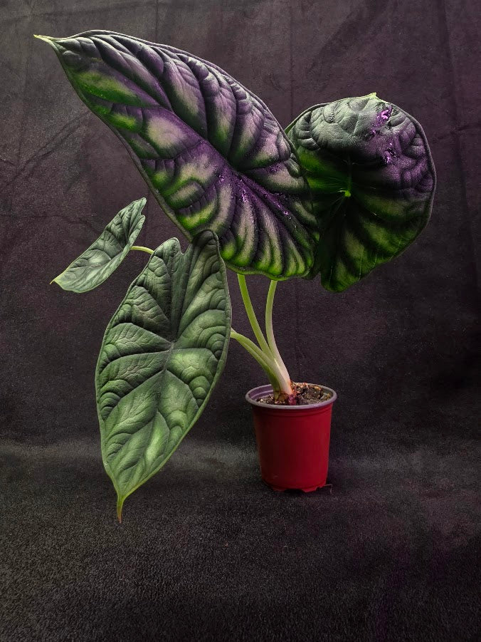 Alocasia Green Dragon 