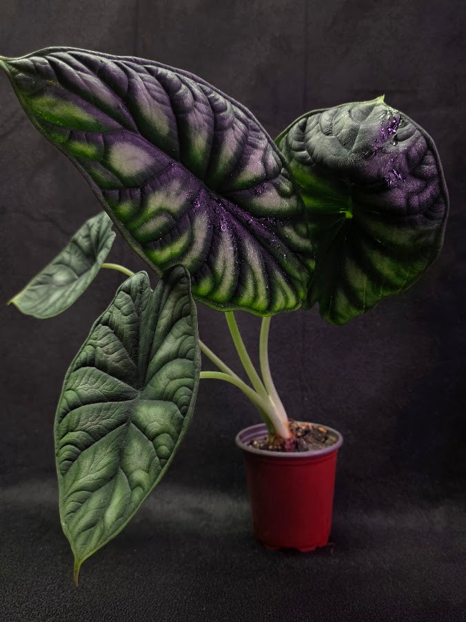 Alocasia Green Dragon 