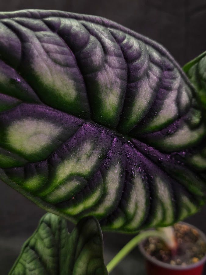 Alocasia Green Dragon 