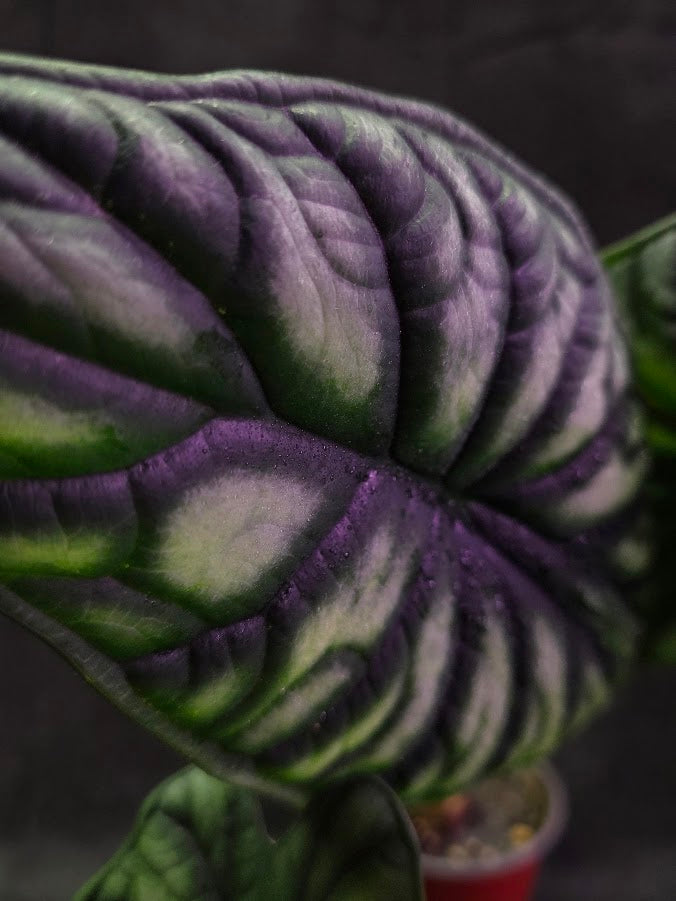 Alocasia Green Dragon 