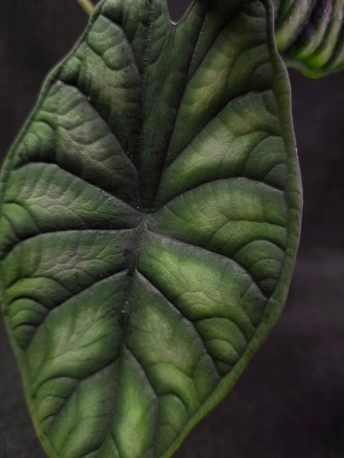 Alocasia Green Dragon 