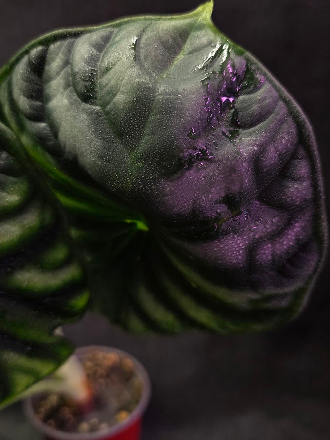 Alocasia Green Dragon 