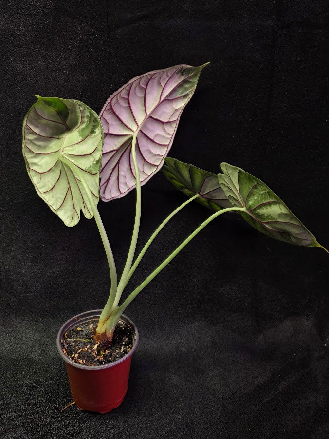 Alocasia Green Dragon 