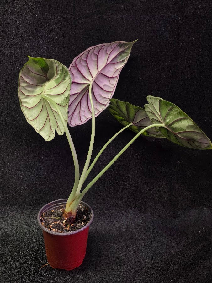 Alocasia Green Dragon 