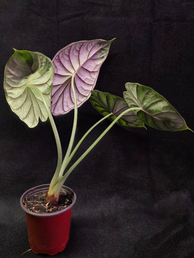 Alocasia Green Dragon 