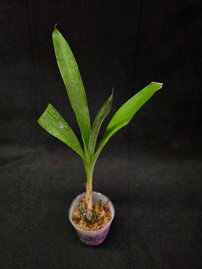 FDK After Dark SVO Black Pearl FCC/AOS #01