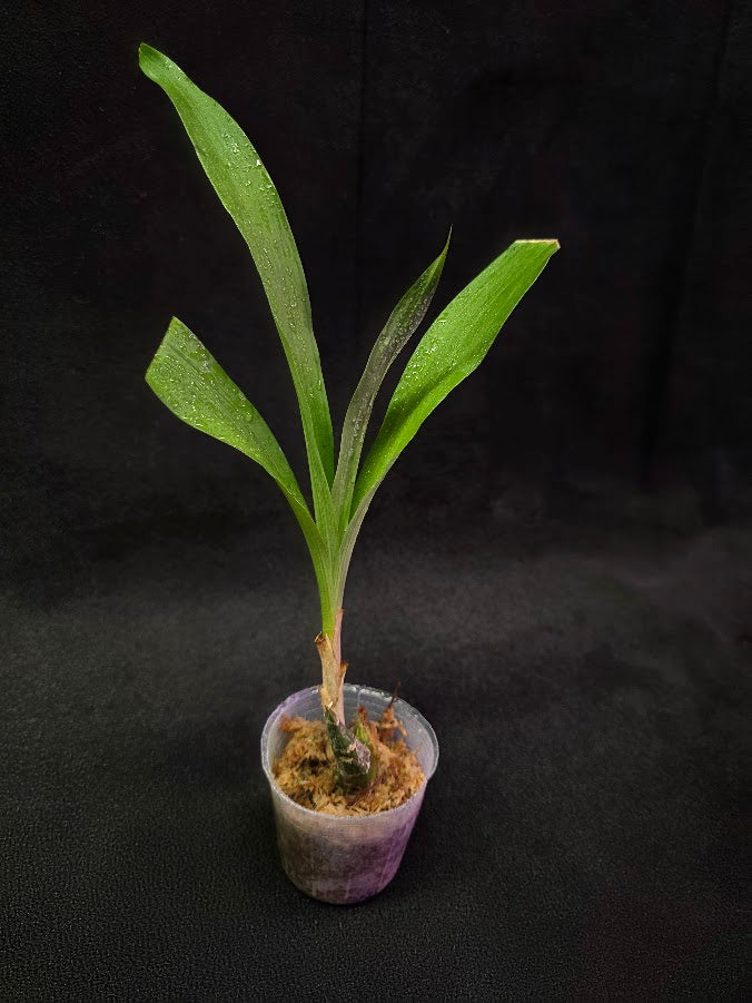 FDK After Dark SVO Black Pearl FCC/AOS #01