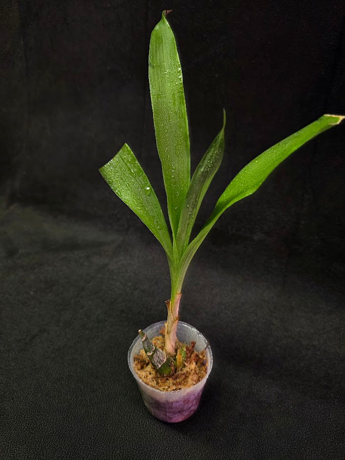 FDK After Dark SVO Black Pearl FCC/AOS #01