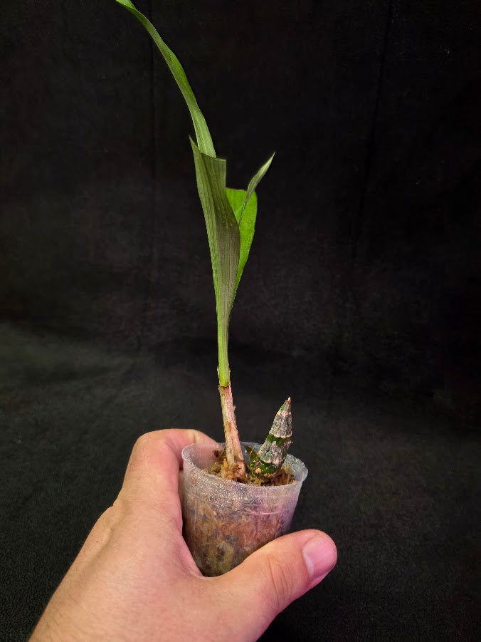 FDK After Dark SVO Black Pearl FCC/AOS #01