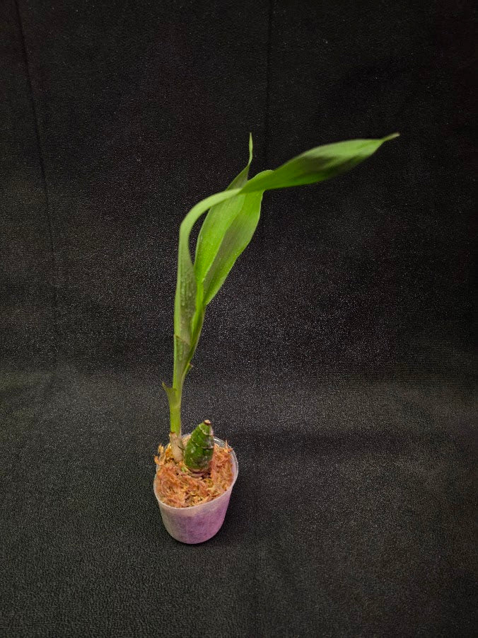 FDK After Dark SVO Black Pearl FCC/AOS #02