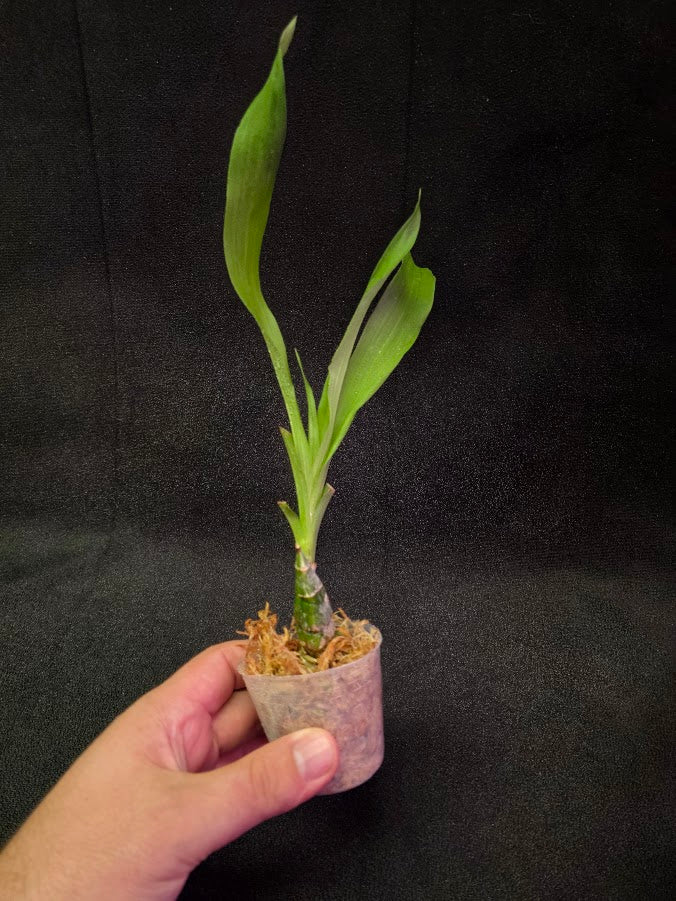 FDK After Dark SVO Black Pearl FCC/AOS #02