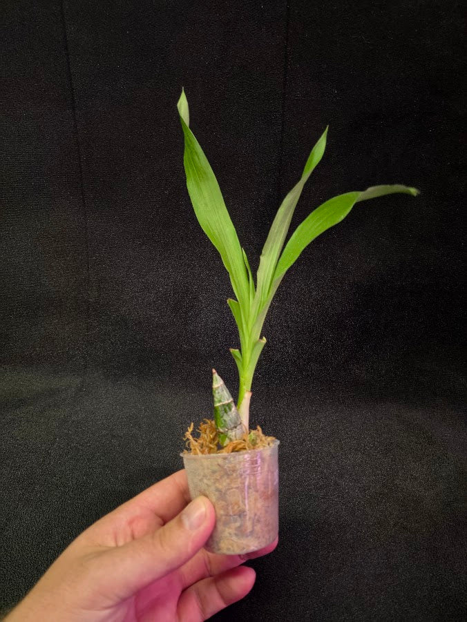 FDK After Dark SVO Black Pearl FCC/AOS #02