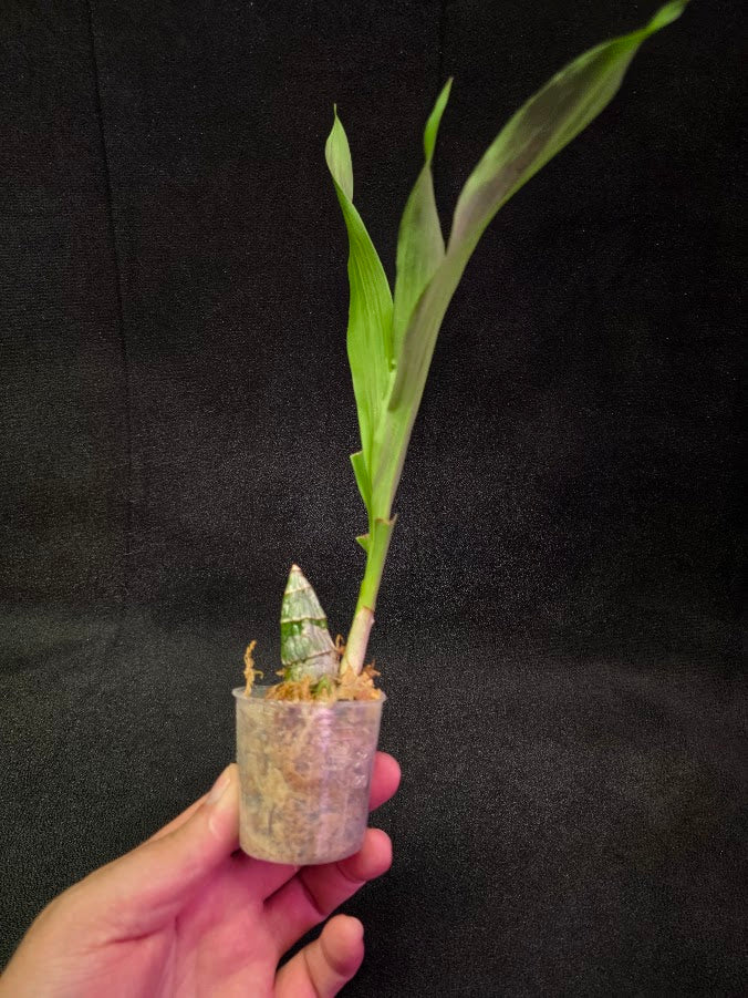 FDK After Dark SVO Black Pearl FCC/AOS #02