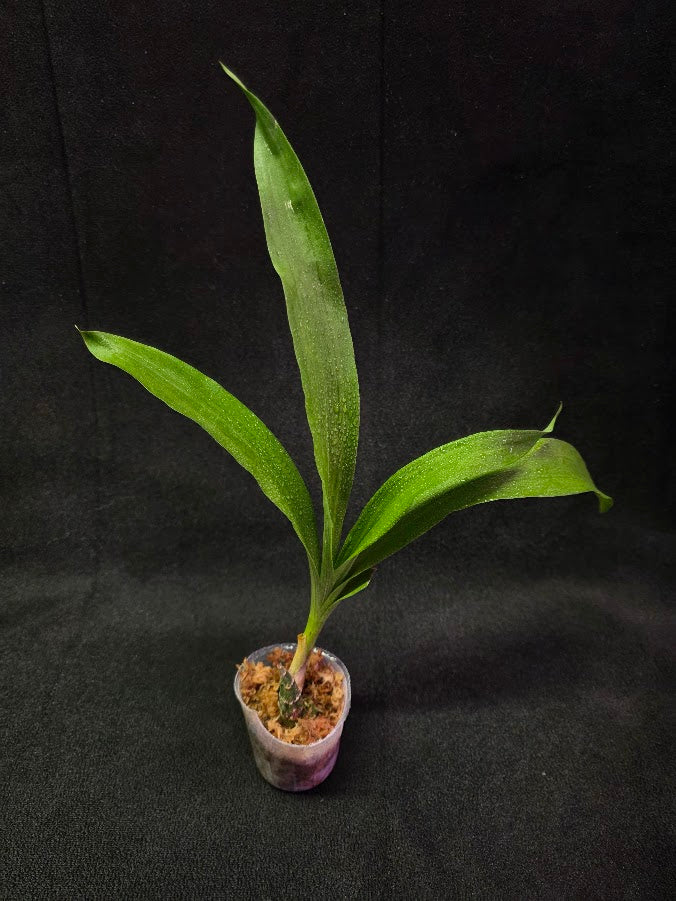 FDK After Dark SVO Black Pearl FCC/AOS #03