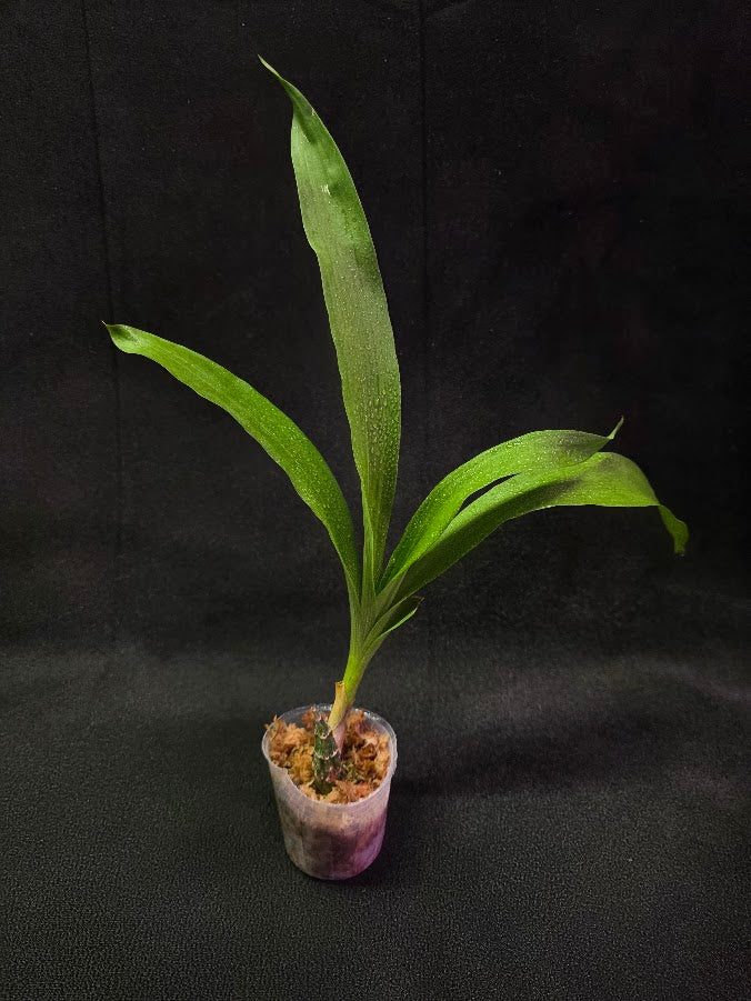 FDK After Dark SVO Black Pearl FCC/AOS #03