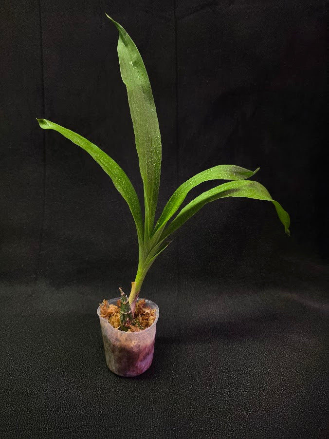 FDK After Dark SVO Black Pearl FCC/AOS #03