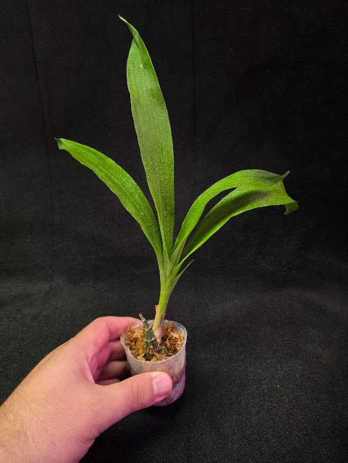 FDK After Dark SVO Black Pearl FCC/AOS #03