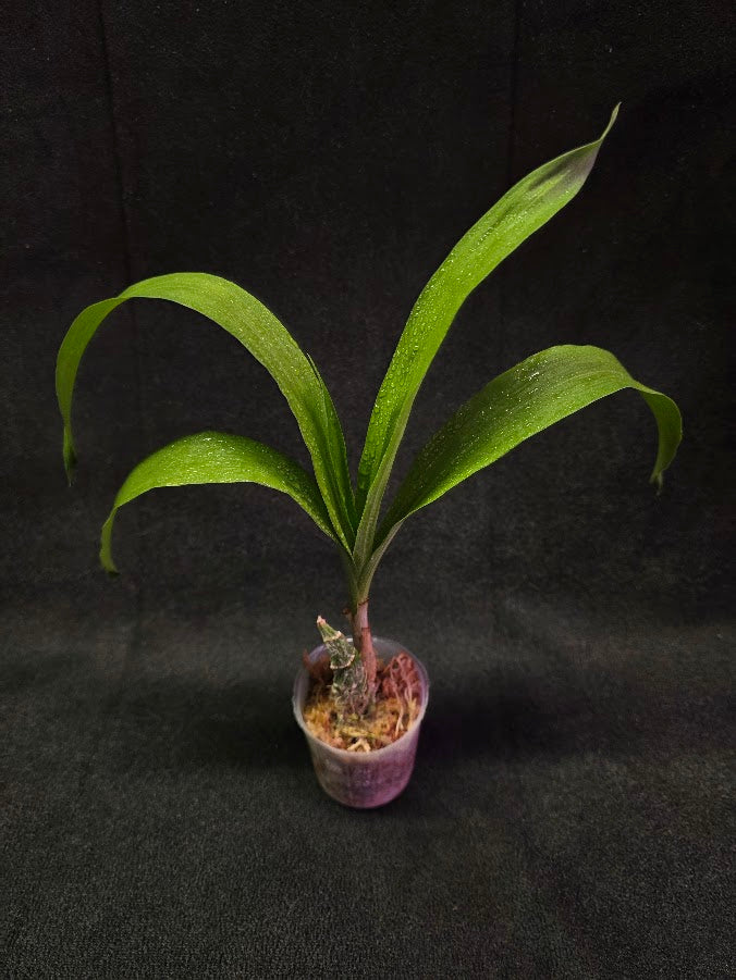 FDK After Dark SVO Black Pearl FCC/AOS #04