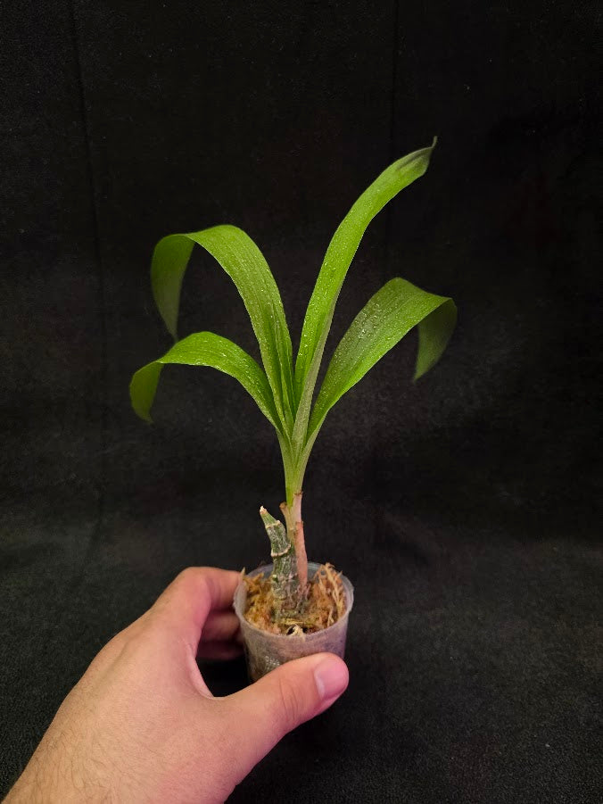 FDK After Dark SVO Black Pearl FCC/AOS #04