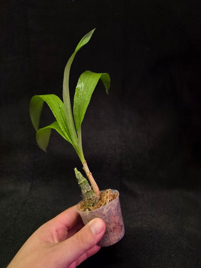 FDK After Dark SVO Black Pearl FCC/AOS #04