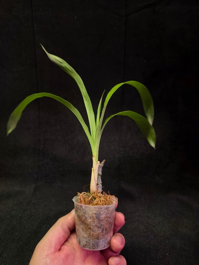 FDK After Dark SVO Black Pearl FCC/AOS #04