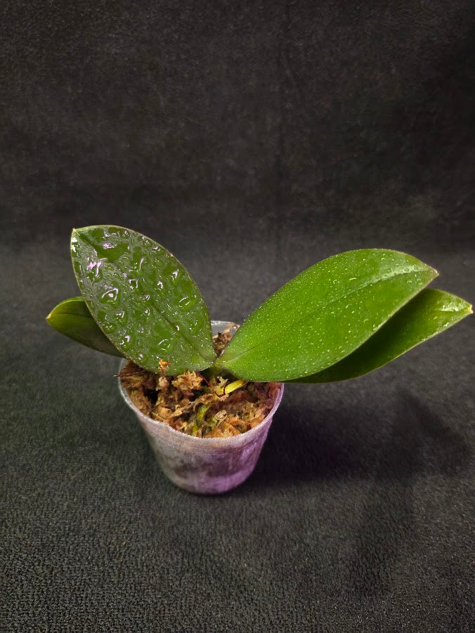 Phalaenopsis Mini Mark Holm #01