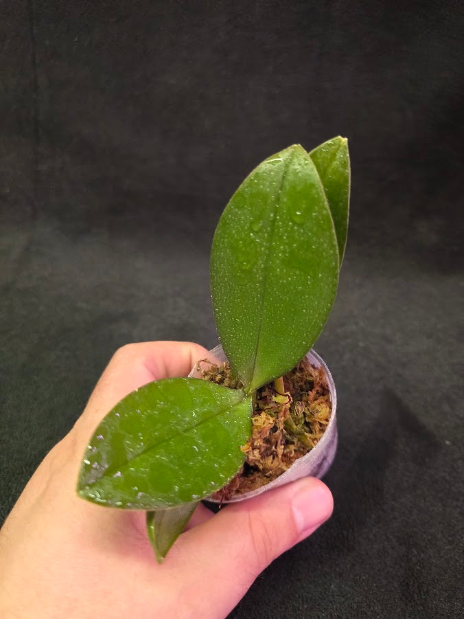 Phalaenopsis Mini Mark Holm #01