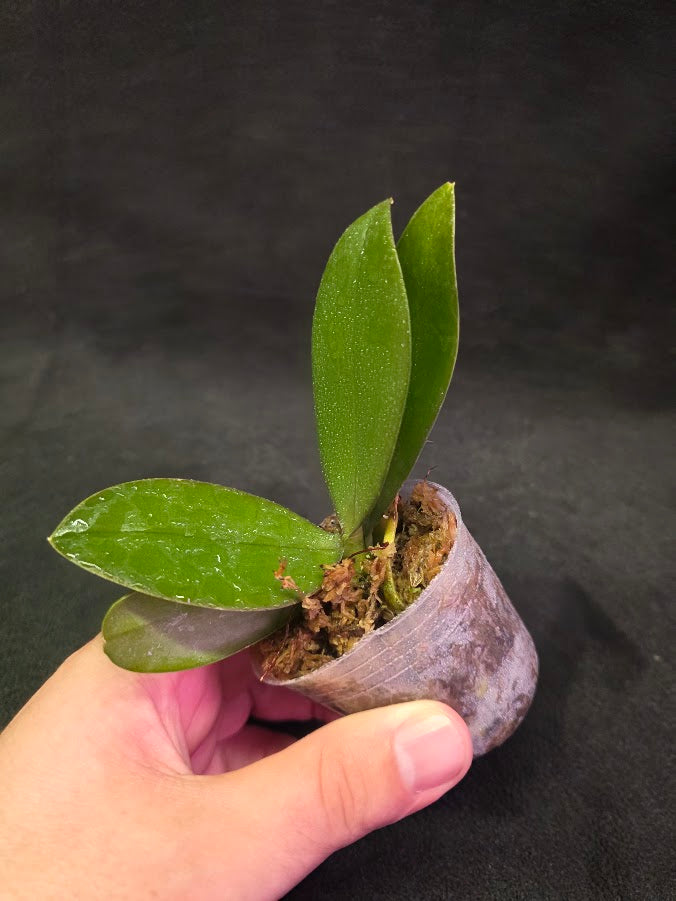 Phalaenopsis Mini Mark Holm #01