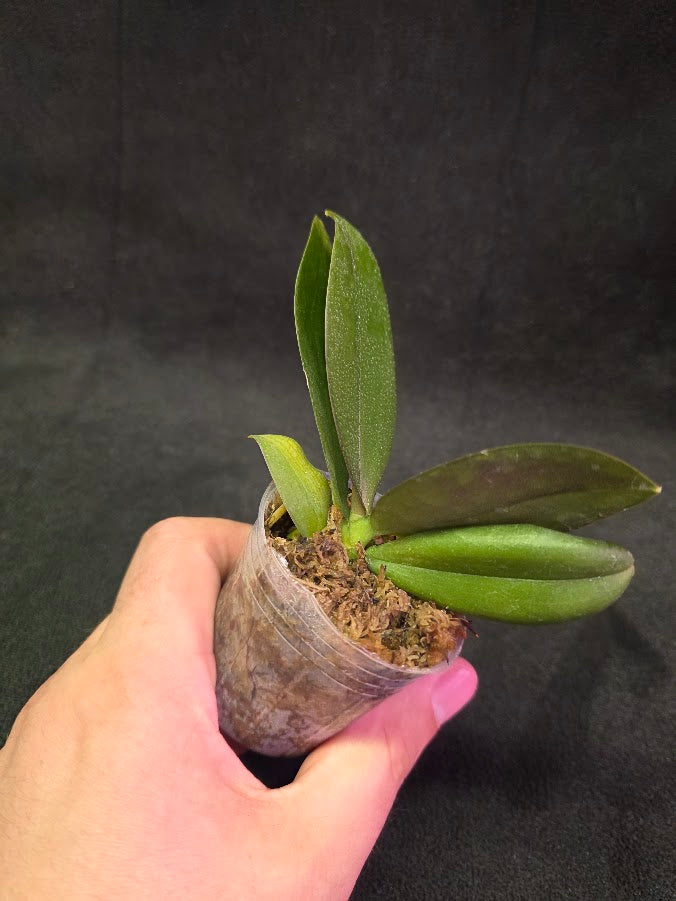 Phalaenopsis Mini Mark Holm #01