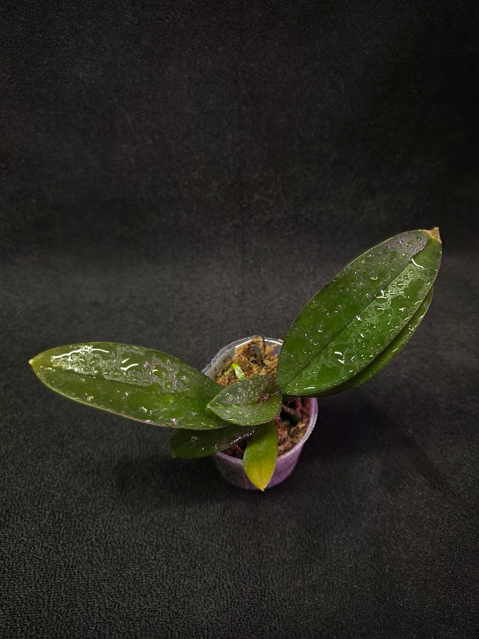 Phalaenopsis Mini Mark Holm #02
