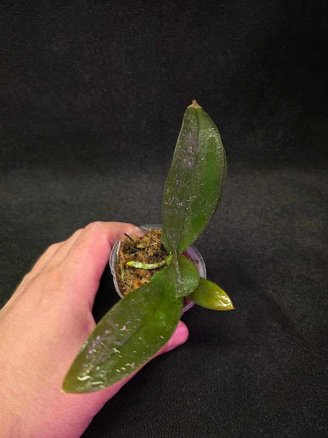 Phalaenopsis Mini Mark Holm #02