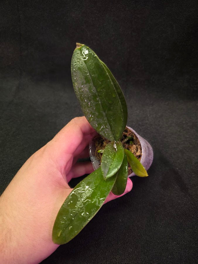 Phalaenopsis Mini Mark Holm #02
