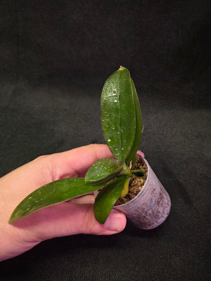 Phalaenopsis Mini Mark Holm #02