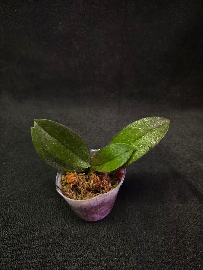 Phalaenopsis Mini Mark Holm #03