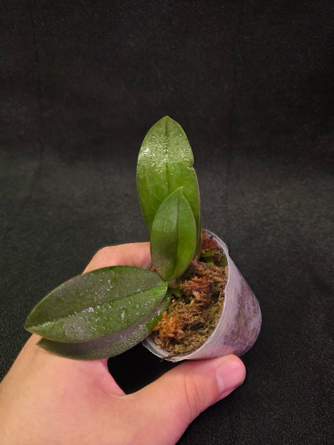 Phalaenopsis Mini Mark Holm #03