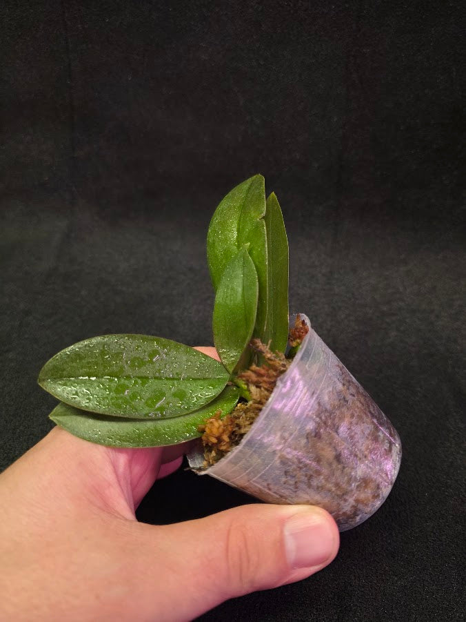 Phalaenopsis Mini Mark Holm #03