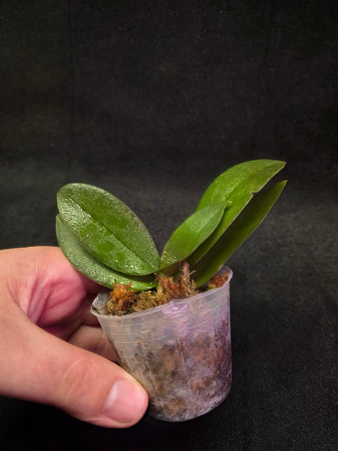 Phalaenopsis Mini Mark Holm #03