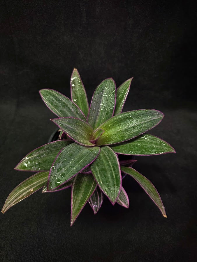 Tradescantia Fluminensis Tricolor #01