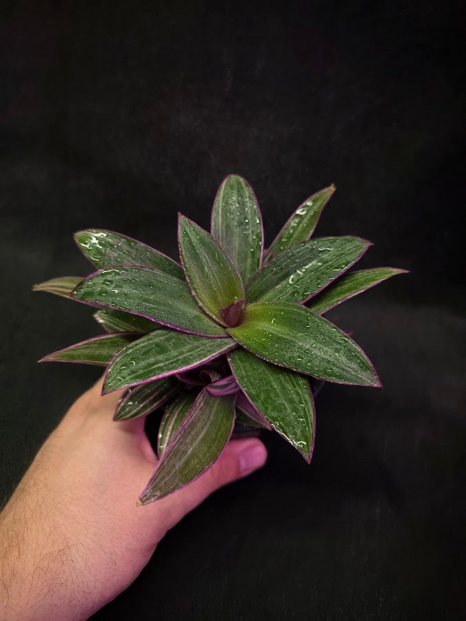 Tradescantia Fluminensis Tricolor #01